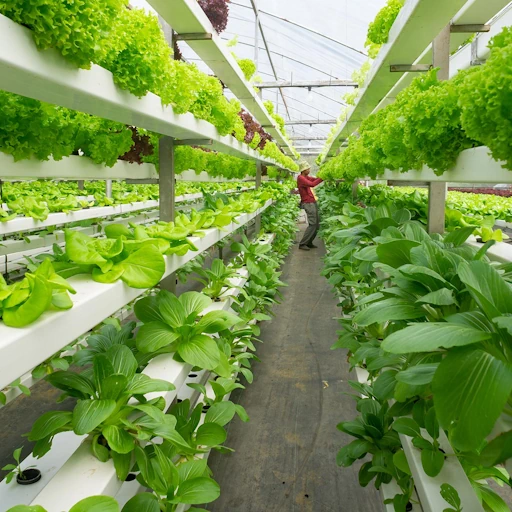 Implementación de naves hidropónicas de producción en parques agroindustriales